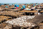 Fischmarkt in Kafountine - Fische werden zum trocknen ausgelegt