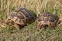 Schildkröten am Prespa-See