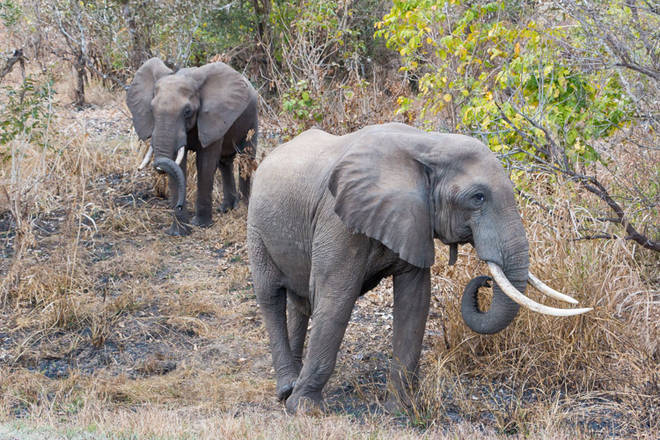 Elefanten hautnah - auf der Transitstrecke durch den Mikumi NP