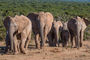 junge Elefanten im Addo Elephant National Park