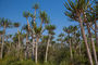 Euphorbia conspicu - man findet ganze Wälder in Angola