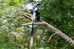 Colobus Affe