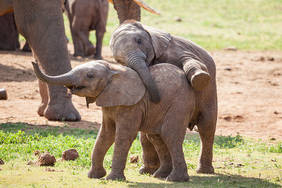verspielte Elefantenbabys
