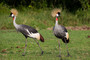 Kronenkraniche - das Wappentier Ugandas / Balearica pavonina / Crone crane