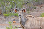 stolzer Kudu Bulle