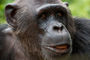 Schimpanse im Mfou National Park