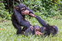 junge Schimpansen beim Spiel
