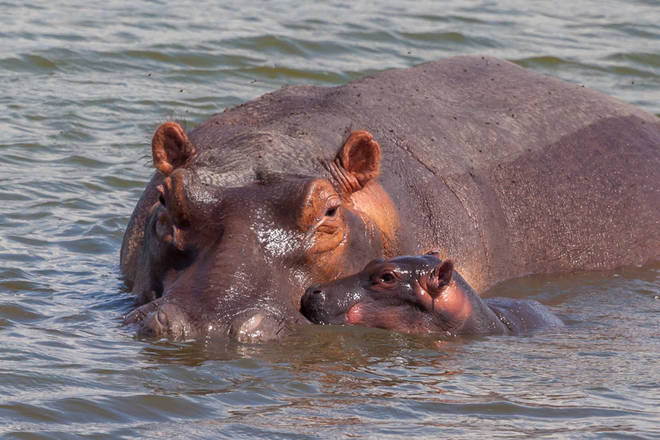 Hippo mit Nachwuchs