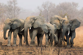 Elefanten im Pendjari Nationalpark