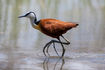 African Jacana stelzt durchs Wasser