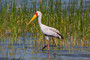 Nimmersatt / Mycteria ibis / Yellowbilled stork