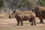 junges Rhino im Hlane NP