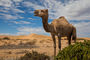Kamel im Swakop Rivier