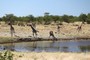 Etosha - Giraffen am Wasserloch