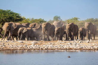 die Elefantenherde drängt zum Wasser