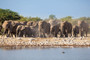 Elefantenherde im Anmarsch zum Wasser