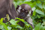 junge Rotkopfmangabe/Mangabey im Mfou National Park