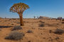 bei der Blutkuppe im Namib Naukluft Park