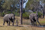 Elefanten am Kwai River