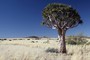 Köcherbaum in der Namib Naukluft