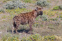 Fleckenhyäne / Spottet hyaena
