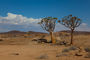 Köcherbäume bei der Blutkuppe im Namib Naukluft Park