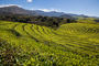 Teeplantagen im Honde Valley