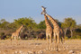 Giraffen beim Spiel