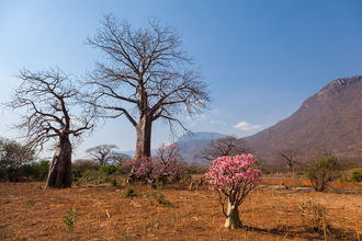blühende Wüstenrose mit winterlich kahlen Baobabs