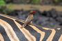 Rotschnabel-Madenhacker / Buphagus erythrorhynchus / Red-billed oxpecker