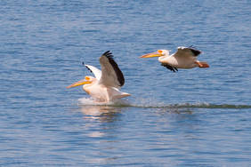 Viele Pelikane am Lake Kerkini