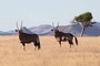 Oryx-Antilopen am Wegesrand