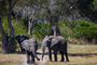 Elefanten am Kwai River