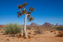 Wüstenlandschaft mit Köcherbäumen