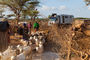 Kral-Camping im Samburu Dorf