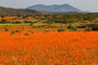 Flower Power in Skilpad im Namaqualand
