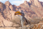 Gelbschnabeltoko / Yellowbilled hornbill