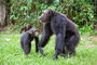 Schimpansenmütter