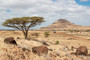 Landschaft am Lake Turkana