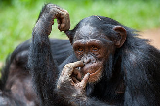 junger, frecher Schimpanse