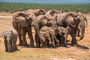 Elefantenherde im Addo Elephant National Park