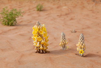 Die gelbe Cistanche, auch Wüstenhyazinte genannt, ist ein parasitäres Gewächs