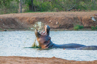 Hippo im Camp-Wasserloch