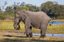 Elefant am Khwai River - voll konzentriert...