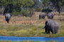 Elefanten am Khwai River