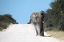 Etosha - Elefant hat immer Vorfahrt