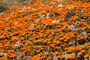 Frühjahrsblumen im Namaqualand