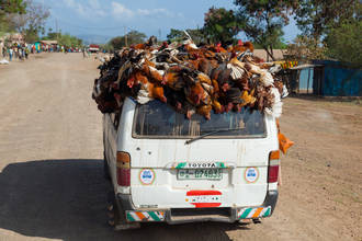 artgerechter Hühnertransport