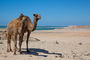 Kamele in der Westsahara