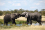 Etosha - spielende Elefanten